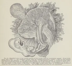 Magnified view of the human embryo of four weeks, with the membranes opened (engraving) Magnified view of the human embryo of four weeks, with the membranes opened (engraving)