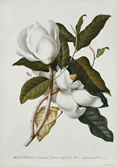 Magnolia, (pencil, watercolour and bodycolour on vellum) Magnolia, (pencil, watercolour and bodycolour on vellum)