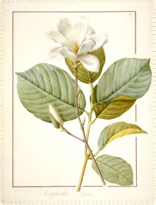 Magnolia Yulan, Magnolia Denudata, 1812 (w/c & bodycolour over traces of graphite Magnolia Yulan, Magnolia Denudata, 1812 (w/c & bodycolour over traces of graphite