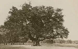 The Major Oak, Sherwood Forest (b / w photo)