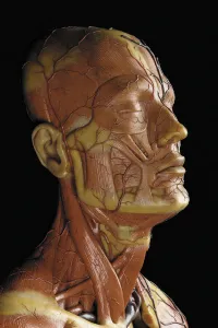 Detail of a male anatomical ecorche model, displaying muscles, arteries and veins Detail of a male anatomical ecorche model, displaying muscles, arteries and veins