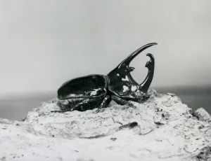 A male Atlas Beetle resting on bark at London Zoo (b/w photo) A male Atlas Beetle resting on bark at London Zoo (b/w photo)