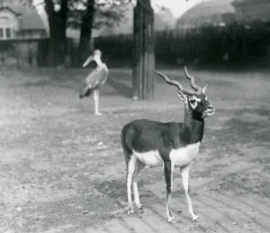 A male Blackbuck or Indian Antelope standing in a paddock at London Zoo A male Blackbuck or Indian Antelope standing in a paddock at London Zoo