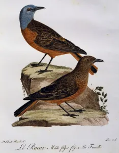 Male and female of Cape rock Thrush (Monticola rupestris) Male and female of Cape rock Thrush (Monticola rupestris)