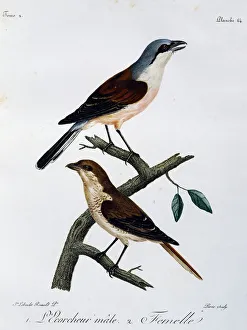 Male and female of Red-backed Shrike (Lanius collurio), engraving from Histoire Naturelle Male and female of Red-backed Shrike (Lanius collurio), engraving from Histoire Naturelle