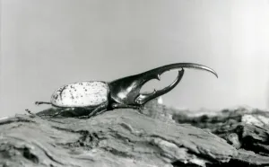 A male Hercules Beetle resting on bark at London Zoo (b/w photo) A male Hercules Beetle resting on bark at London Zoo (b/w photo)