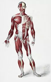 Anatomy & Medical Conditions Gallery: Front of the male human body showing muscles sinews and bones