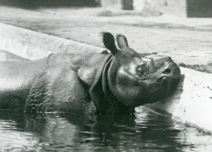 Male Indian Rhinoceros Felix enjoying a soak in his pool at London Zoo in June Male Indian Rhinoceros Felix enjoying a soak in his pool at London Zoo in June