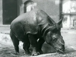 Male Indian Rhinoceros Felix leaving his pool at London Zoo in 1928 (b/w photo) Male Indian Rhinoceros Felix leaving his pool at London Zoo in 1928 (b/w photo)