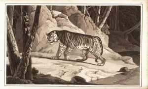 Male tiger, Panthera tigris, endangered. 1807 (aquatint) Male tiger, Panthera tigris, endangered. 1807 (aquatint)