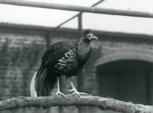 A male Veilot's Fire backed Pheasant/Crested Fireback standing on a horizontal branch A male Veilot's Fire backed Pheasant/Crested Fireback standing on a horizontal branch
