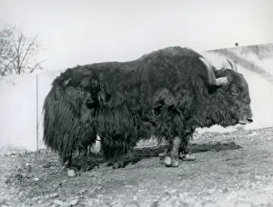 A male yak standing in his paddock at London Zoo in 1928 (b/w photo) A male yak standing in his paddock at London Zoo in 1928 (b/w photo)
