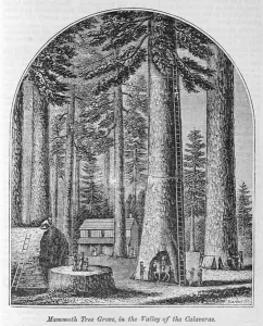 Mammoth tree grove in the Valley of the Calaveras, from Our Whole Country: The Past Mammoth tree grove in the Valley of the Calaveras, from Our Whole Country: The Past