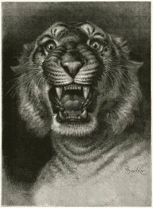 Boys Own Gallery: Man-eating tiger (engraving)