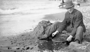 Man Panning Gold on Beach, Nome, Alaska, c.1910 (b/w photo) Man Panning Gold on Beach, Nome, Alaska, c.1910 (b/w photo)