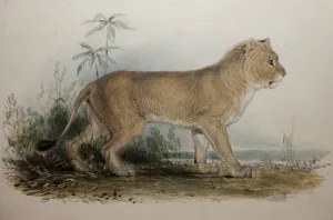 Maneless Lion of Guzerat, 1835 (w/c on paper) Maneless Lion of Guzerat, 1835 (w/c on paper)