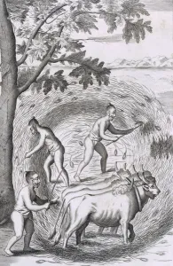 The manner of treading out their rice, from An Historical Relation of the Island The manner of treading out their rice, from An Historical Relation of the Island