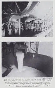 The manufacture of sugar from beet and cane (b/w photo) The manufacture of sugar from beet and cane (b/w photo)