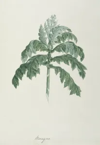 Maraqua, illustration from Forty-one Botanical Drawings with Notes (graphite, w/c Maraqua, illustration from Forty-one Botanical Drawings with Notes (graphite, w/c