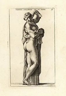 Marble statue of Venus Callipyge. 1779 (engraving) Marble statue of Venus Callipyge. 1779 (engraving)