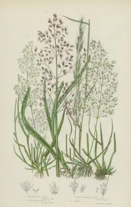 Marsh Bent Grass, Spreading Silky Bent Grass, Dense-Flowered Silky Bent Grass Marsh Bent Grass, Spreading Silky Bent Grass, Dense-Flowered Silky Bent Grass