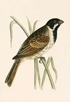 Emberizidae Gallery: Marsh Bunting, illustration from A History of the Birds of Europe Not Observed in the British
