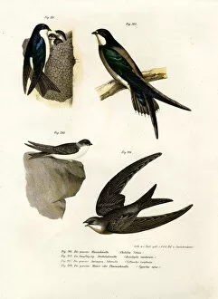 Eurasian Swift Gallery: Martin, 1864 (colour litho)