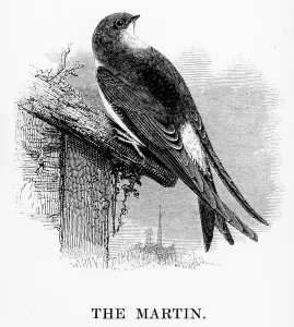 The Martin, illustration from A History of British Birds by William Yarrell The Martin, illustration from A History of British Birds by William Yarrell