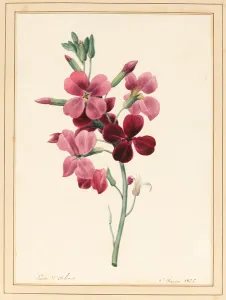 Matthiola, Stock, 1826 (w/c with some bodycolour on paper) Matthiola, Stock, 1826 (w/c with some bodycolour on paper)