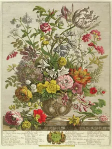 May, from Twelve Months of Flowers by Robert Furber (c May, from Twelve Months of Flowers by Robert Furber (c