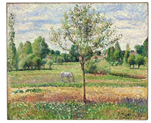 Meadow with Grey Horse, Eragny, 1893 (oil on canvas) Meadow with Grey Horse, Eragny, 1893 (oil on canvas)