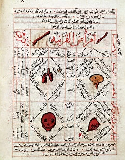 Xiv Century Collection: Medical plate from Kitab Al Qanun fi Page from the Canon of Medicine by Avicenna (Ibn Sina)