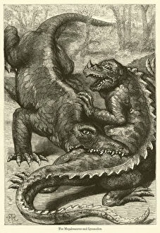 Iguanodon Collection: The Megalosaurus and Iguanodon (engraving)