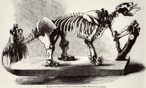 Megatherium Skeleton at the British Museum (engraving) (b/w photo) Megatherium Skeleton at the British Museum (engraving) (b/w photo)