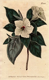 Melhania Saint Helena with white flowers.St. Helena Red wood with white flowers. Melhania erythroxylon