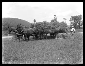 Two men loading wheat sheaves on to a horse-drawn cart, probably the McCready Farm Two men loading wheat sheaves on to a horse-drawn cart, probably the McCready Farm