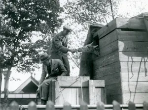 Men transporting a young giraffe to London Zoo, offering a snack on arrival Men transporting a young giraffe to London Zoo, offering a snack on arrival