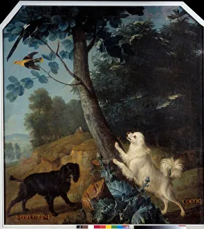 Merluzine and Cocoq, the dogs of Louis XIV (1638-1715). Painting by Francois Desportes Merluzine and Cocoq, the dogs of Louis XIV (1638-1715). Painting by Francois Desportes