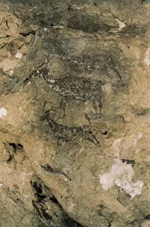 Cave Painting Collection: Mesolithic Rock Art: Deer and Goats (8000-7000 BC), Spain, Bicorp