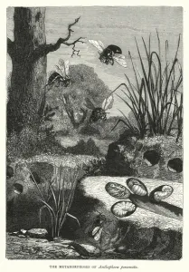 The Metamorphoses of Anthophora personata (engraving) The Metamorphoses of Anthophora personata (engraving)