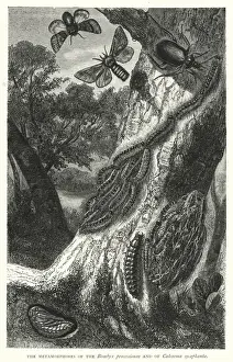 The Metamorphoses of the Bombyx processionea and of Calosoma sycophanta (engraving) The Metamorphoses of the Bombyx processionea and of Calosoma sycophanta (engraving)
