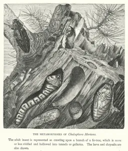 The Metamorphoses of Chalcophora Mariana (engraving) The Metamorphoses of Chalcophora Mariana (engraving)