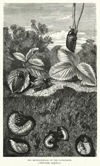 The Metamorphoses of the Cockchafer, Melolontha vulgaris (engraving)