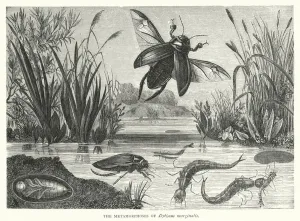 The Metamorphoses of Dytiscus marginalis (engraving) The Metamorphoses of Dytiscus marginalis (engraving)