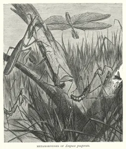 Metamorphoses of Empusa pauperata (engraving) Metamorphoses of Empusa pauperata (engraving)