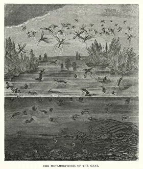The Metamorphoses of the Gnat (engraving)