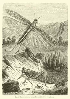 Metamorphoses of the Locust, Acrydium peregrinum (engraving)