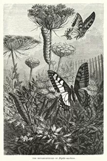 The Metamorphoses of Papilio machaon (engraving)