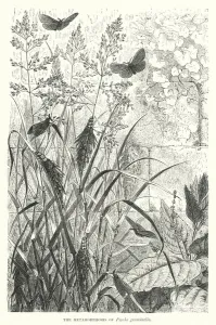 The Metamorphoses of Psyche graminella (engraving) The Metamorphoses of Psyche graminella (engraving)