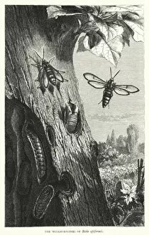The Metamorphoses of Sesia apiformis (engraving)